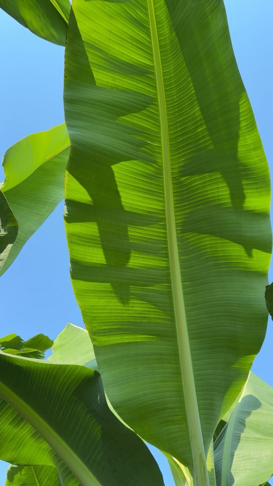 Banana canopy