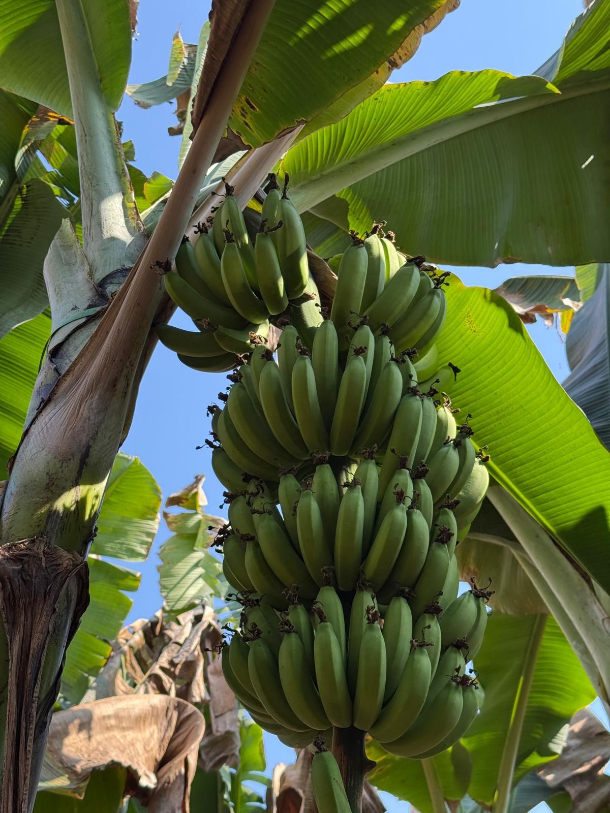 Bunch of Cavendish G-9 on the tree