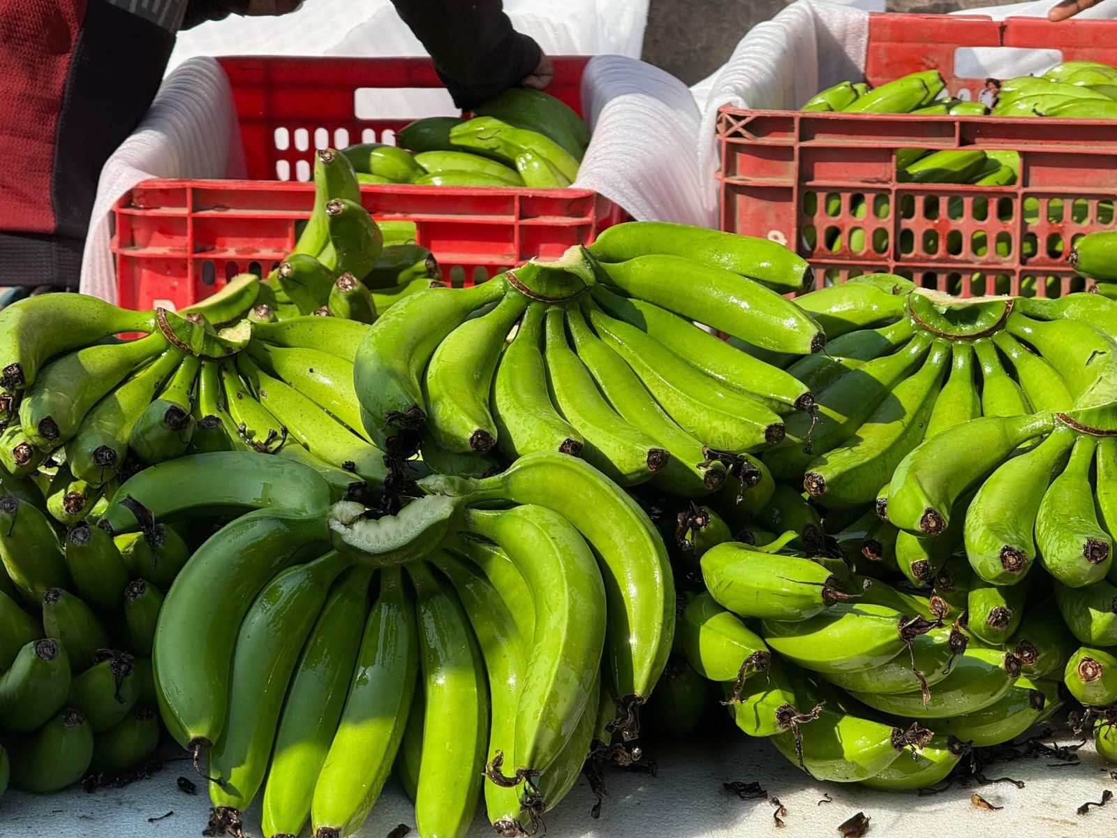 Banana bunch on the tree