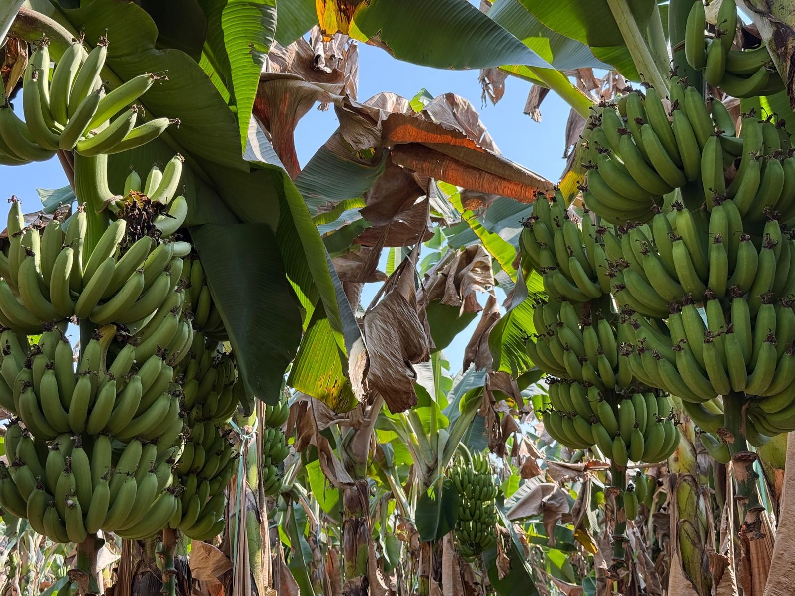 Wide plantation view