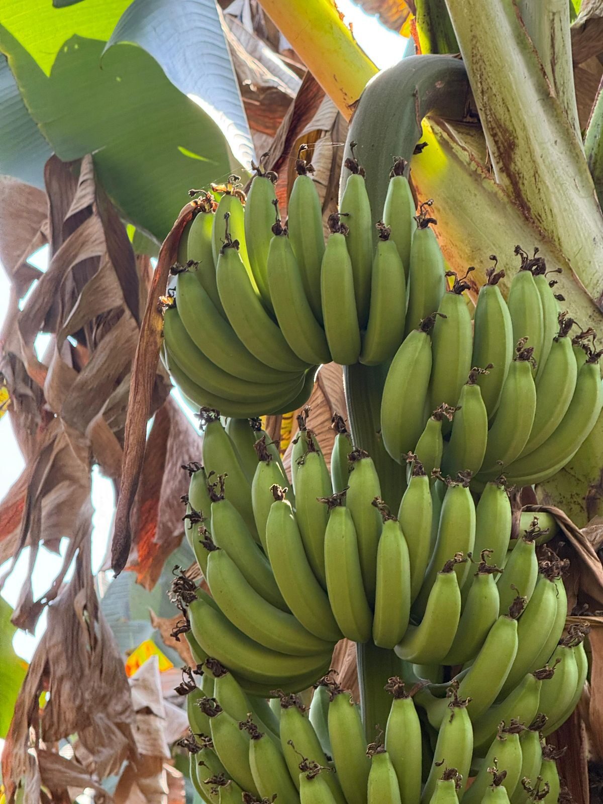 Close-up of Cavendish G-9 hands on the plant
